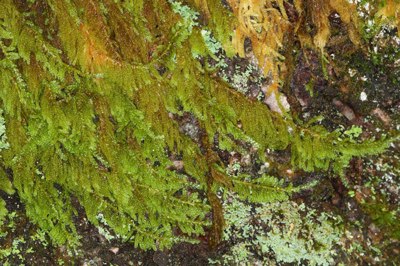 Hypnum fauriei
